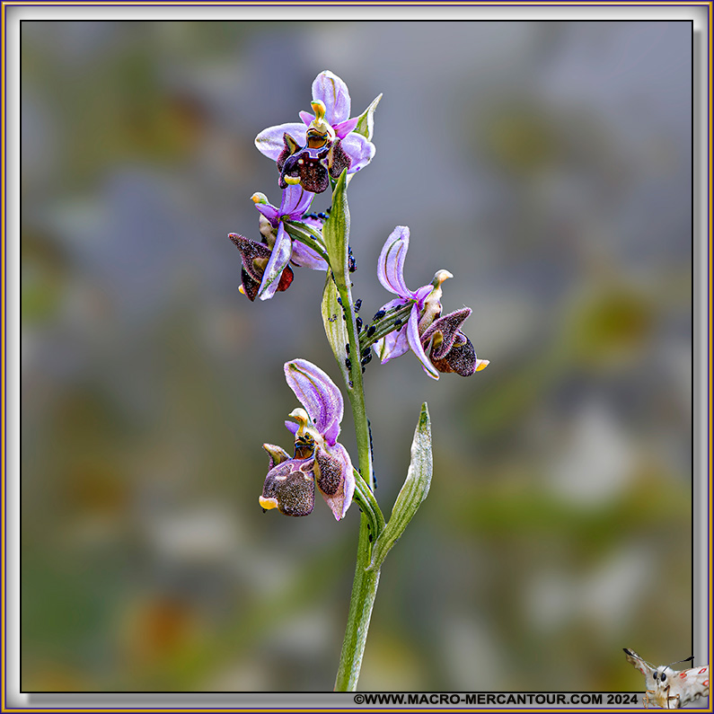 Ophrys Becasse